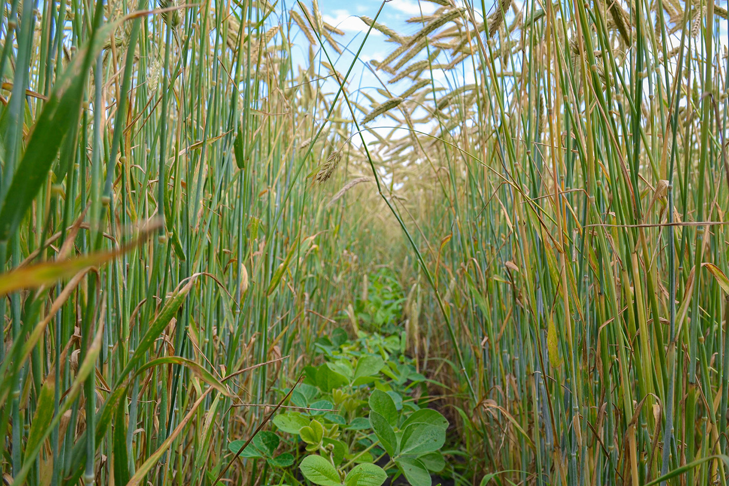 What Is Relay Cropping In Agriculture